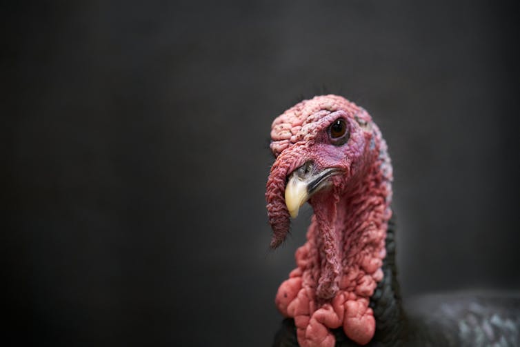 A turkey's head.