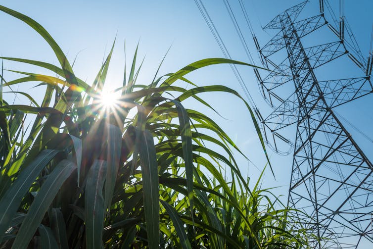 Sugar cane in front of electricity infrastructure