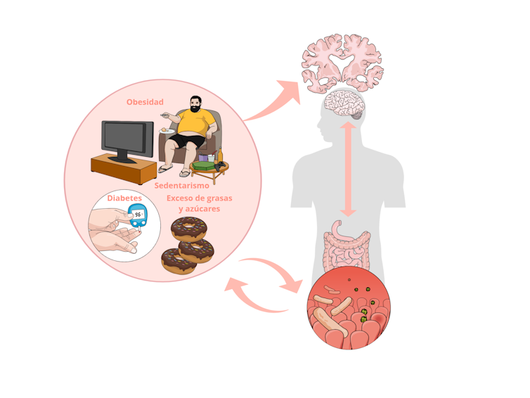 Esquema de la conexión entre los malos hábitos alimentarios, las enfermedades metabólicas, la disbiosis y patologías neurodegenerativas. / Raquel Sánchez y David Baglietto. Mindthegraph.com, Author provided