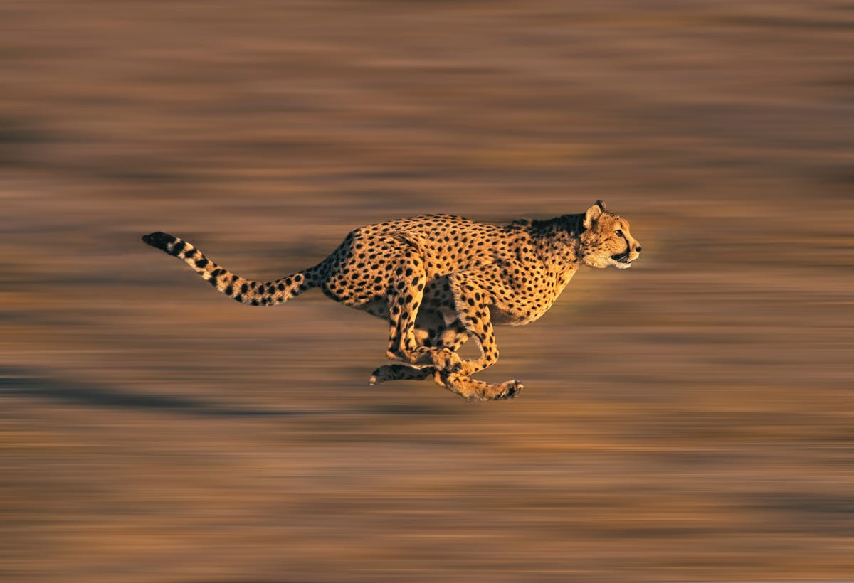 Not so fast: why India's plan to reintroduce cheetahs may run into ...