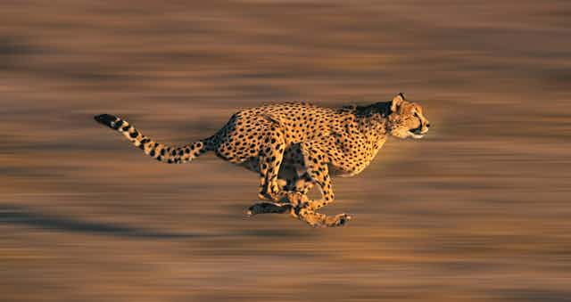 A cheetah running fast, blurred background