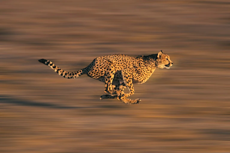 A cheetah running fast, blurred background