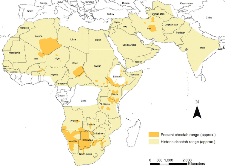 Map of Africa and Asia showing cheetahs former and current range.
