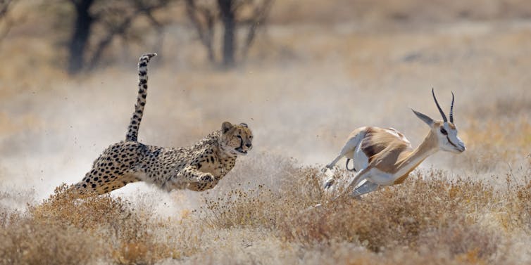 A cheetah chases after a small antelope.