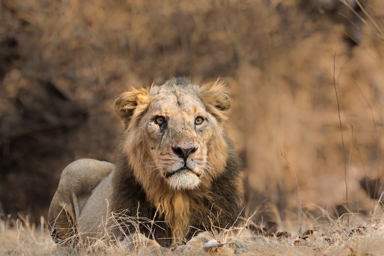 A lion sits and faces camera.