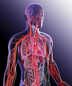 Ilustración del sistema cardiovascular humano.