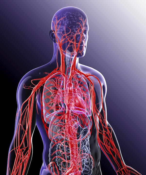 illustration of human cardiovascular system