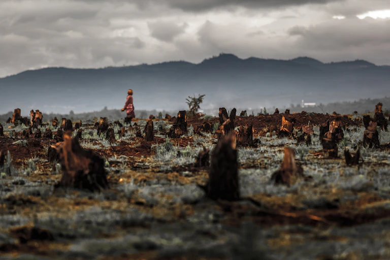 tree stumps and bare ground