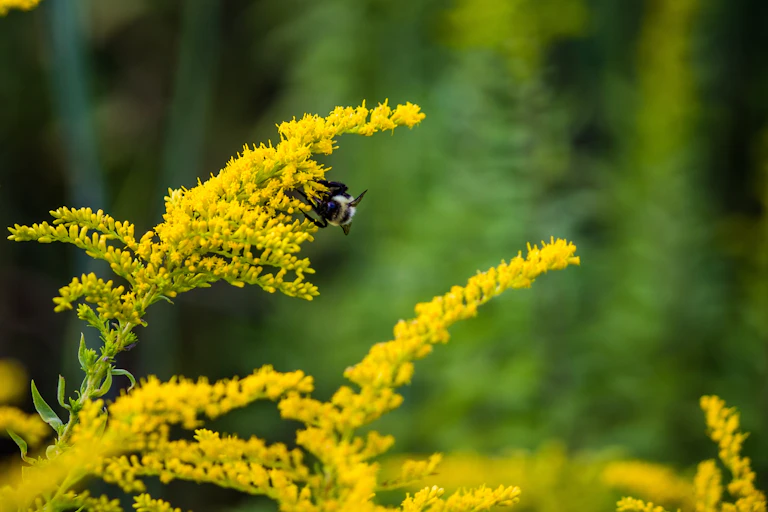 A bee lands on a fluffy yellow plant.