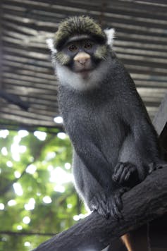A black monkey with yellow highlights