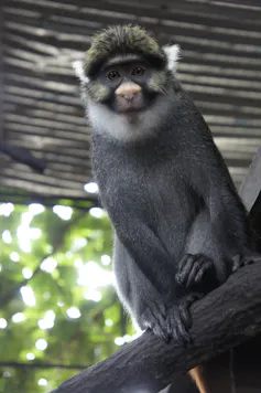 A black monkey with yellow highlights