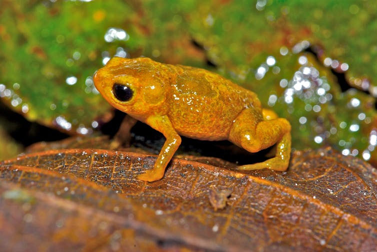 Tiny bright orange toad sits on leaf