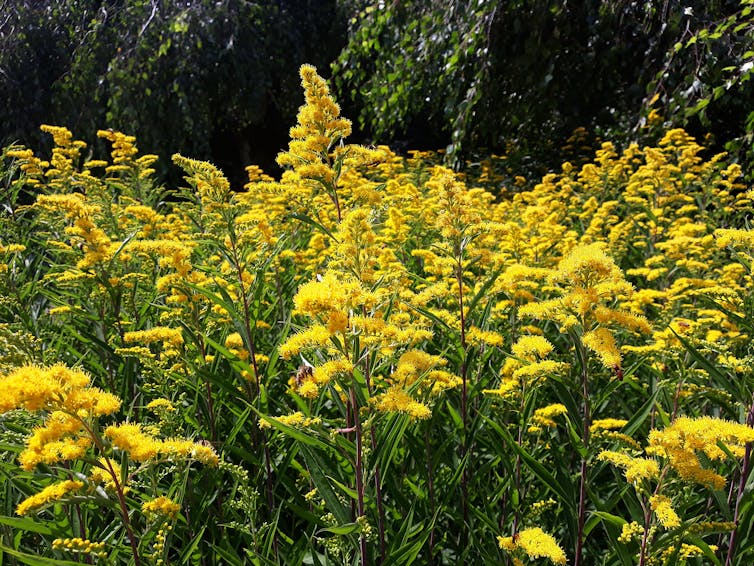 A field of goldenrod.