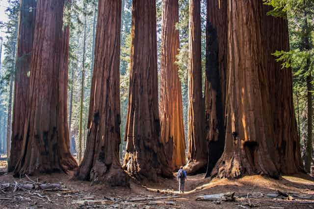 A man walks through a grove of Sequoia trees.