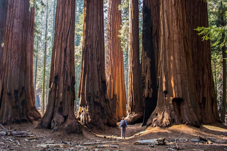 A man walks through a grove of Sequoia trees.