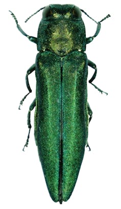 Barrenador esmeralda del fresno (Agrilus planipennis). Wikimedia Commons / Forestry Images, CC BY