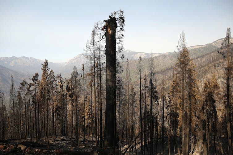 The burnt canopy of a Sequoia tree.