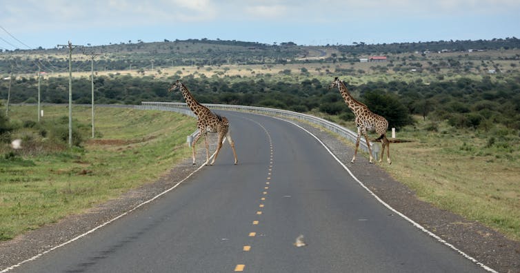 Two giraffes cross a road in a savanna landscape.