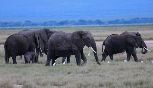 A herd of elephants wander across a savanna landscape.