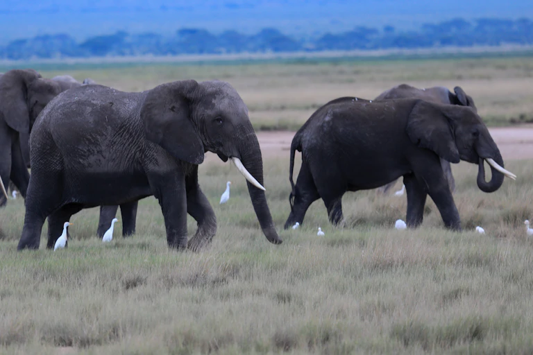 A herd of elephants wander across a savanna landscape.