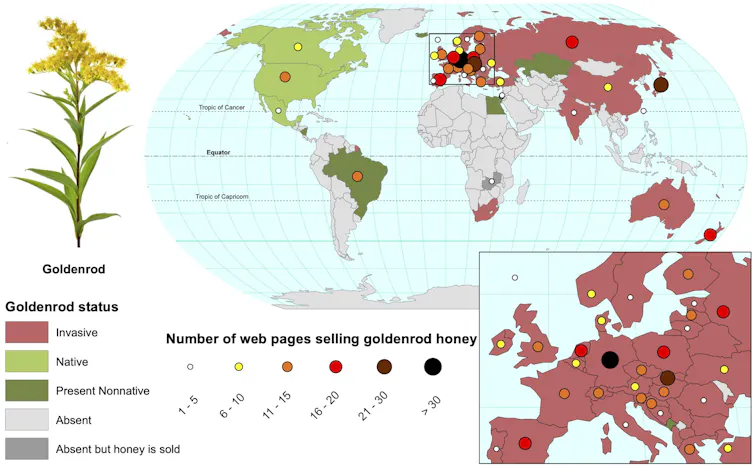 Map showing prevalence of goldenrod.