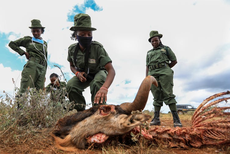 Four rangers wearing face masks inspect a wild animal carcass.