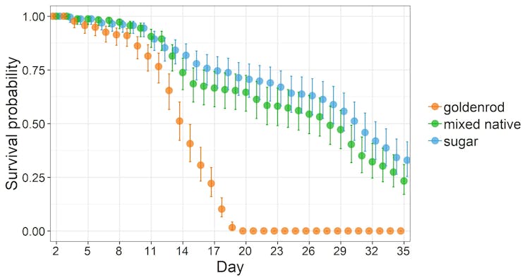 Graph showing low survival rates for bees fed on goldenrod honey