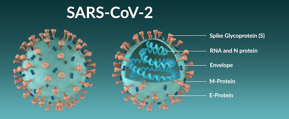 New coronavirus variant what is the spike protein and why 
