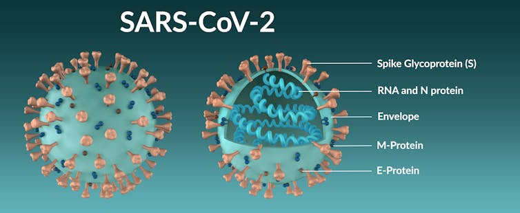 Diagram showing the structure of the SARS-CoV-2 coronavirus molecule in full and in section.