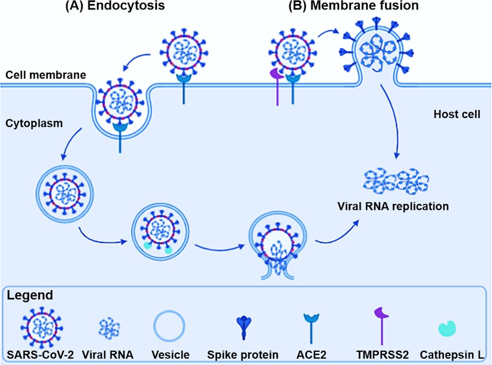 New Coronavirus Variant What Is The Spike Protein And Why Are Mutations On It Important