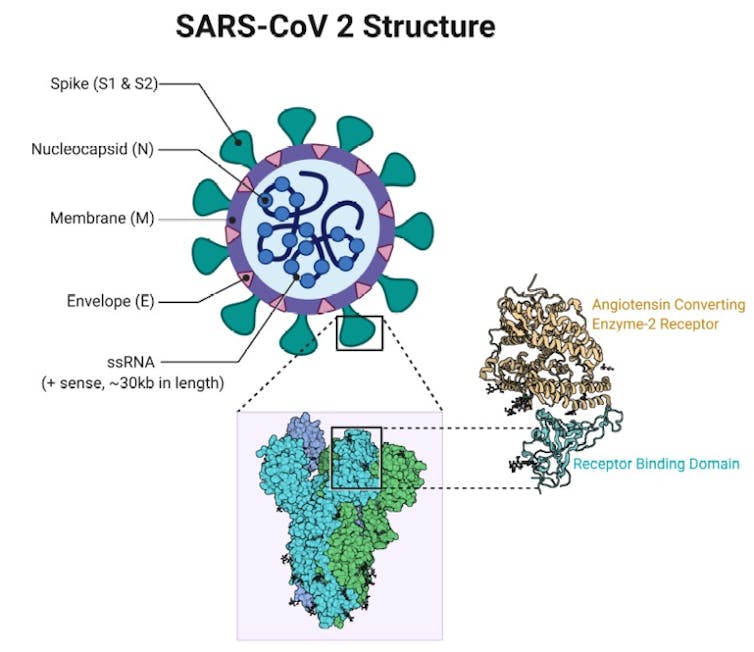 SARS-CoV-2 Structure illustration showing the molecular architecture of the Spike S protein and the ACE2-Spike S protein complex