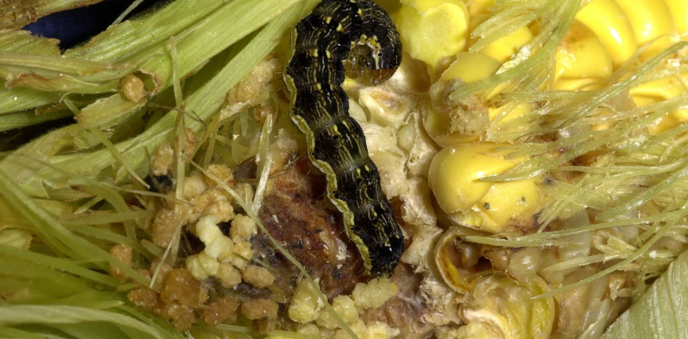 Will superbugs overwhelm insect-resistant gm crops?