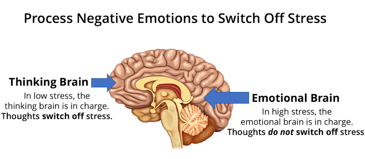 Brain illustration