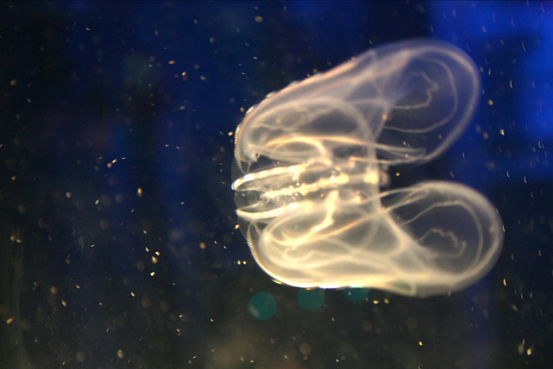 Ctenophores semaphore information about earliest animals