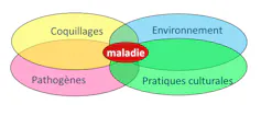 I.Arzul/Ifremer » zoomable=