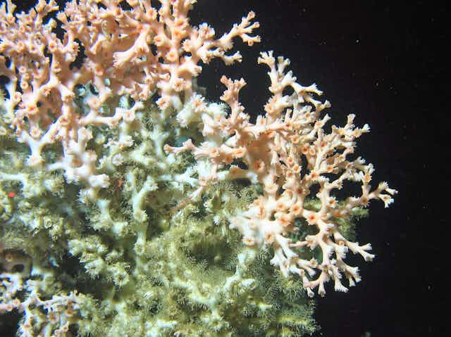 White coral, dark sea background