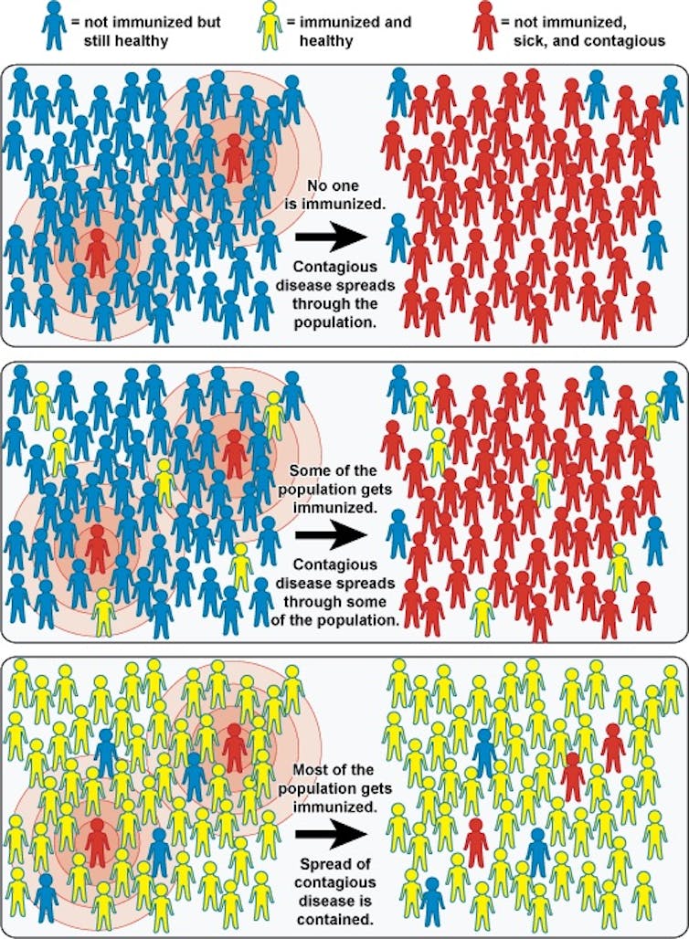 Funcionamiento de la Inmunidad de Rebaño