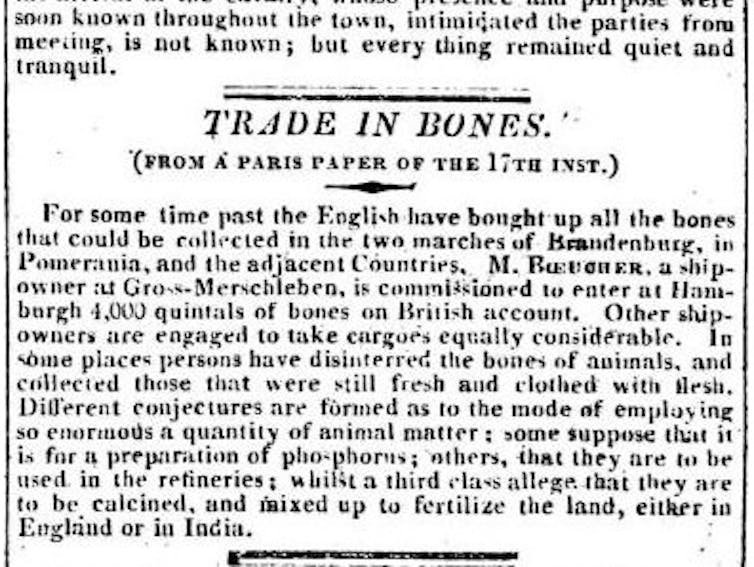 Como pode lerse na imaxe adxunta recortada do Morning Post de 1820, os comerciantes británicos estaban a adquirir rapidamente todos os ósos dispoñible en Europa continental. A batalla de Leipzig (citada como Leipsic na noticia), tamén chamada Batalla das Nacións tivo lugar entre o 16 e o 19 de outubro de 1813. Cabe sinalar que un quintal da época eran 100 libras, polo que o artigo fala dun envío de máis de 203 toneladas de osamentas.