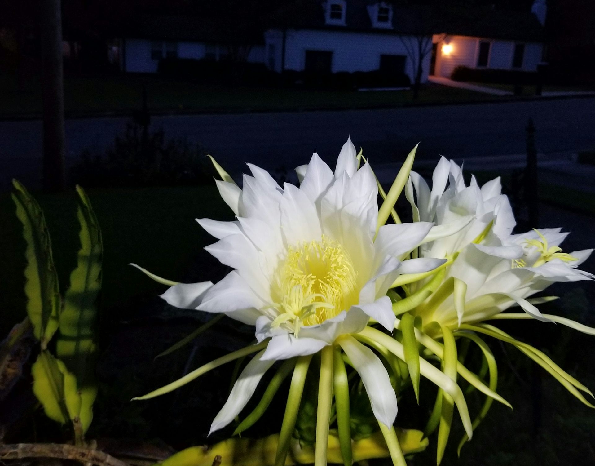 Night blooming cereus online perfume