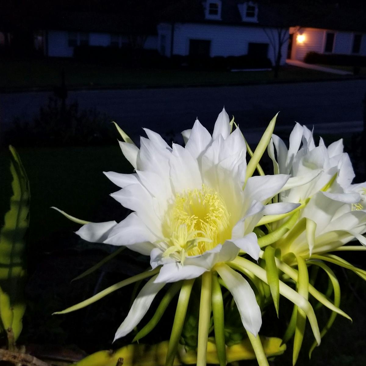 Why Do Flowers Smell Why Do Flowers Smell