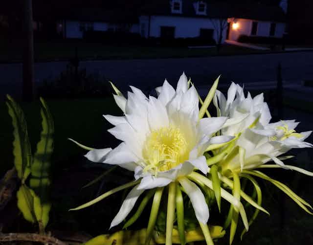 white blossoms at night