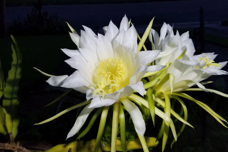 white blossoms at night