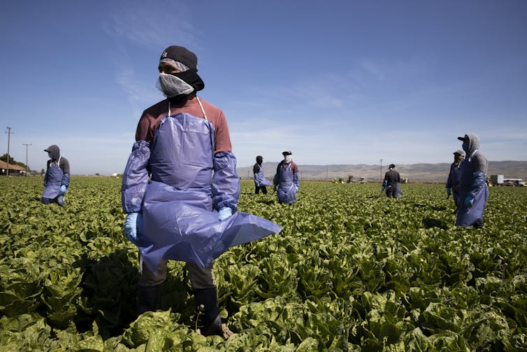 Farmworkers in a field in California.