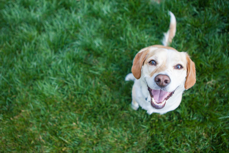 Smiley dog on grass looks up at the camera