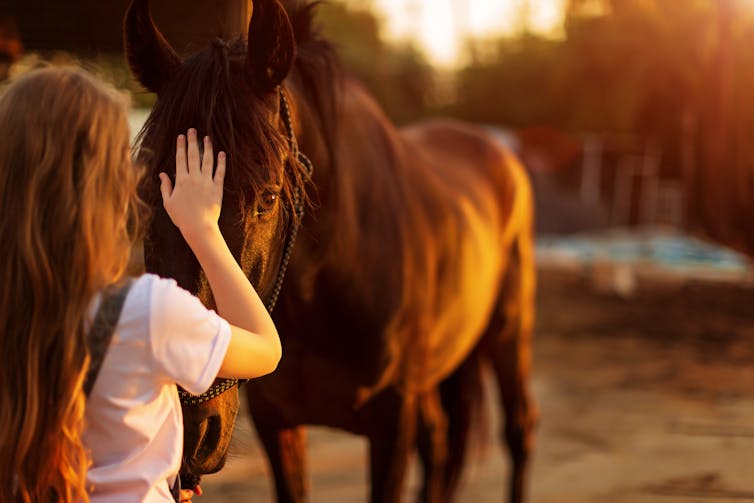 Girl pats brown horse