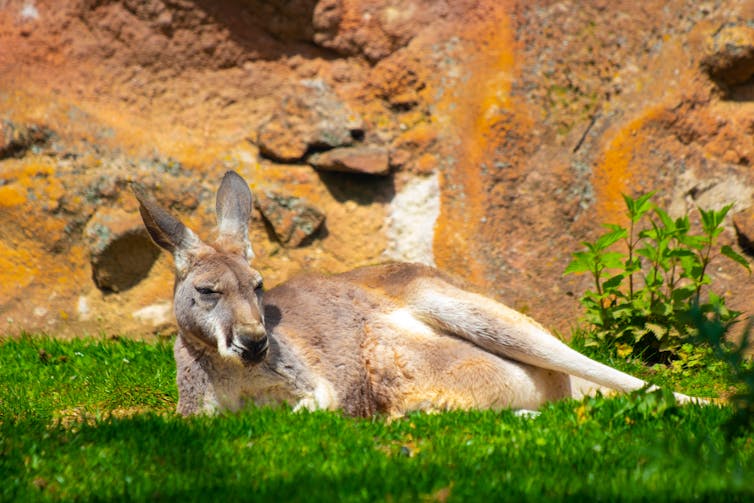 Kangaroo lying in the sun.