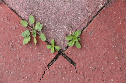 Dice el neurólogo y psiquiatra Boris Cyrulnik que la resiliencia es la capacidad del ser humano de adaptarse de forma positiva ante una situación adversa.