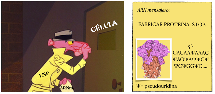 Esferas de grasa y ARN sintético: ingredientes para la vacuna de la covid-19 14 file 20210104 17 3b334c.png?ixlib=rb 1.1