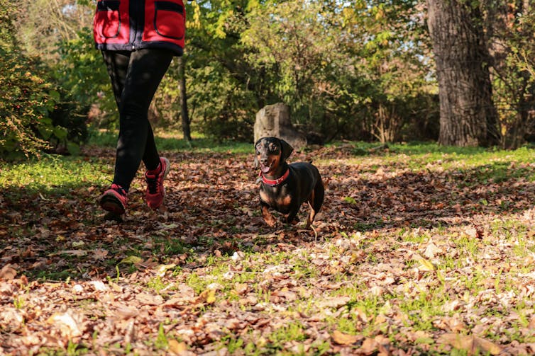 Person walkng their dachshund in the woods will help your keep exercising