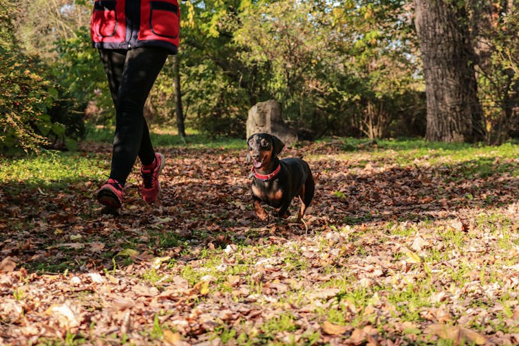 Person walkng their dachshund in the woods.